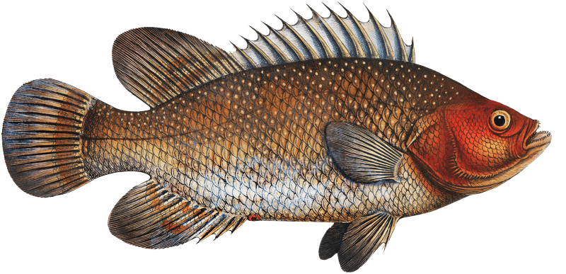 Holocentre of Surinam (Holocentrus surinamensis) from Ichtylogie, ou Histoire naturelle: génerale et particuliére des poissons (1785–1797) by Marcus Elieser Bloch.