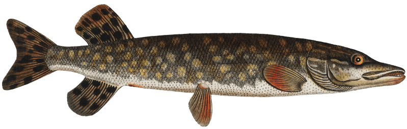 Pike (Esox Lucio) from Ichtylogie, ou Histoire naturelle: génerale et particuliére des poissons (1785–1797) by Marcus Elieser Bloch.