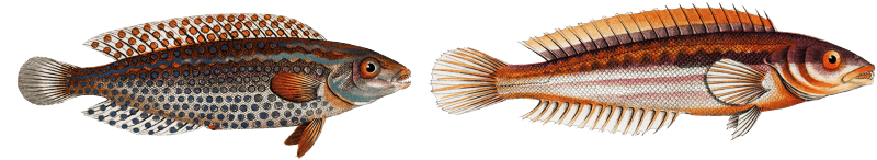 1. Rainbow-fish (Labrus Julis) 2. Dropped Wrasse (Labrus Guttatus) from Ichtylogie, ou Histoire naturelle: génerale et particuliére des poissons (1785–1797) by Marcus Elieser Bloch.