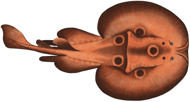Cramp-Fish (Raja Torpedo) from Ichtylogie, ou Histoire naturelle: génerale et particuliére des poissons (1785–1797) by Marcus Elieser Bloch.