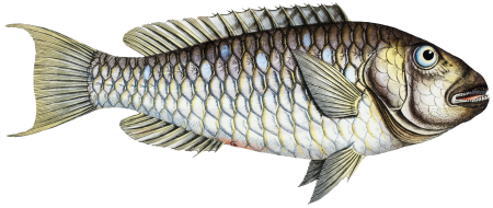 Sparus Abildgaardi from Ichtylogie, ou Histoire naturelle: génerale et particuliére des poissons (1785–1797) by Marcus Elieser Bloch.