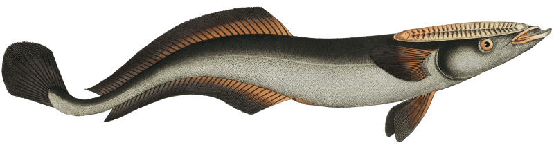 Sucking-Fish (Echeneis Neucrates) from Ichtylogie, ou Histoire naturelle: génerale et particuliére des poissons (1785–1797) by Marcus Elieser Bloch.