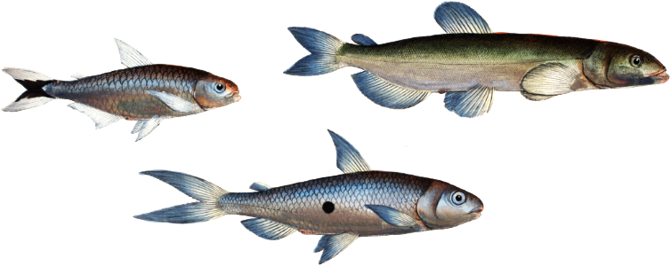 1. Capelan (Salmo groenlandicus) 2. Tail-spotted Salmon (Salmo melanurus) 3. Curimate (Salmo unimaculatus) from Ichtylogie, ou Histoire naturelle: génerale et particuliére des poissons (1785–1797) by Marcus Elieser Bloch.