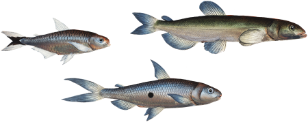 1. Capelan (Salmo groenlandicus) 2. Tail-spotted Salmon (Salmo melanurus) 3. Curimate (Salmo unimaculatus) from Ichtylogie, ou Histoire naturelle: génerale et particuliére des poissons (1785–1797) by Marcus Elieser Bloch.