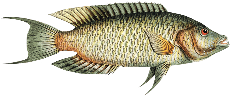 Sparus Chlorourus from Ichtylogie, ou Histoire naturelle: génerale et particuliére des poissons (1785–1797) by Marcus Elieser Bloch.