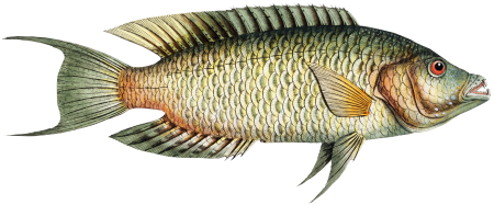 Sparus Chlorourus from Ichtylogie, ou Histoire naturelle: génerale et particuliére des poissons (1785–1797) by Marcus Elieser Bloch.
