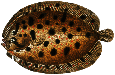 Whiff (Pleuronectes punctatus) from Ichtylogie, ou Histoire naturelle: génerale et particuliére des poissons (1785–1797) by Marcus Elieser Bloch.