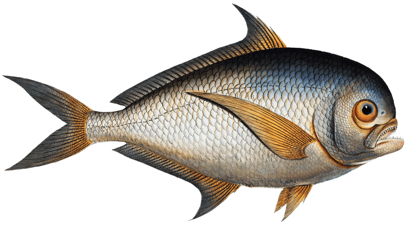 Toothed Gild-Head (Sparus Raii) from Ichtylogie, ou Histoire naturelle: génerale et particuliére des poissons (1785–1797) by Marcus Elieser Bloch.