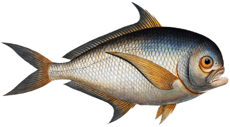 Toothed Gild-Head (Sparus Raii) from Ichtylogie, ou Histoire naturelle: génerale et particuliére des poissons (1785–1797) by Marcus Elieser Bloch.