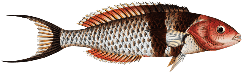 Double-Streaked Wrasse (Labrus bifasciatus) from Ichtylogie, ou Histoire naturelle: génerale et particuliére des poissons (1785–1797) by Marcus Elieser Bloch.