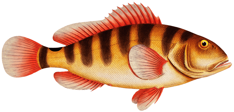 Streaked Grunt (Anthias striatus) from Ichtylogie, ou Histoire naturelle: génerale et particuliére des poissons (1785–1797) by Marcus Elieser Bloch.
