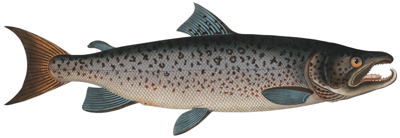 Male-Salmon (Salmo Salar Mas) from Ichtylogie, ou Histoire naturelle: génerale et particuliére des poissons (1785–1797) by Marcus Elieser Bloch.