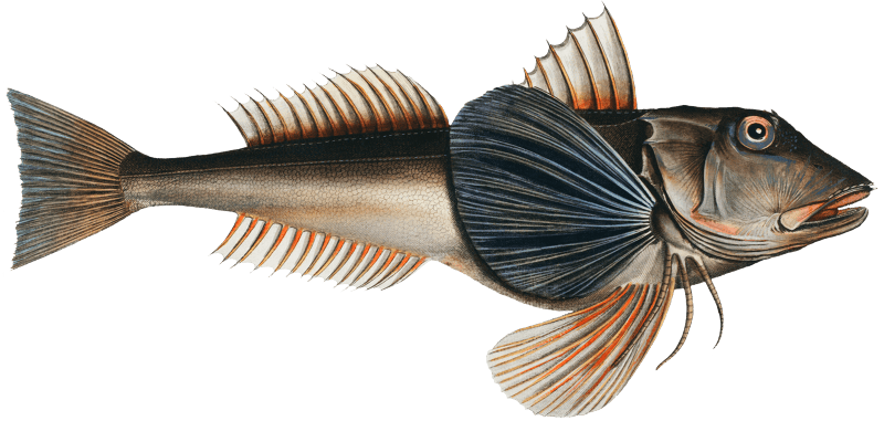 Tub-Fish (Trigla Hirundo) from Ichtylogie, ou Histoire naturelle: génerale et particuliére des poissons (1785–1797) by Marcus Elieser Bloch.