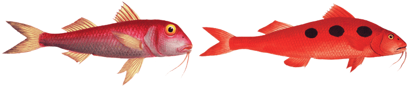 1. Maculated Surmulet (Mullus maculatus) 2. Smaller Red-Beard (Mullus barbatus) from Ichtylogie, ou Histoire naturelle: génerale et particuliére des poissons (1785–1797) by Marcus Elieser Bloch.