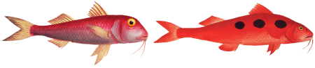 1. Maculated Surmulet (Mullus maculatus) 2. Smaller Red-Beard (Mullus barbatus) from Ichtylogie, ou Histoire naturelle: génerale et particuliére des poissons (1785–1797) by Marcus Elieser Bloch.