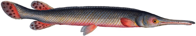 Gar-Fish (Esox osseus) from Ichtylogie, ou Histoire naturelle: génerale et particuliére des poissons (1785–1797) by Marcus Elieser Bloch.