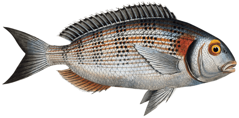 Gilt-Head (Sparus Aurata) from Ichtylogie, ou Histoire naturelle: génerale et particuliére des poissons (1785–1797) by Marcus Elieser Bloch.