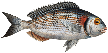 Gilt-Head (Sparus Aurata) from Ichtylogie, ou Histoire naturelle: génerale et particuliére des poissons (1785–1797) by Marcus Elieser Bloch.