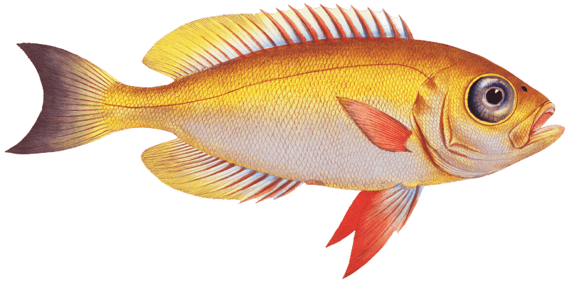 Goggle-eyed Grunt (Anthias macrophthalmus) from Ichtylogie, ou Histoire naturelle: génerale et particuliére des poissons (1785–1797) by Marcus Elieser Bloch.