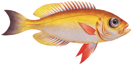 Goggle-eyed Grunt (Anthias macrophthalmus) from Ichtylogie, ou Histoire naturelle: génerale et particuliére des poissons (1785–1797) by Marcus Elieser Bloch.