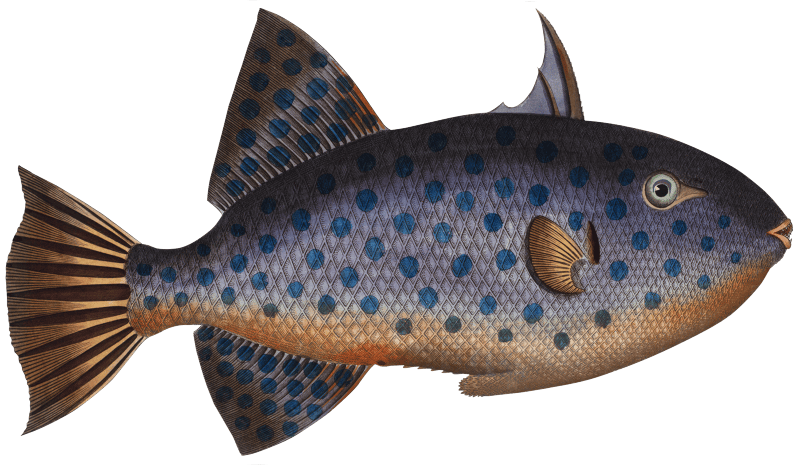 Long File-Fish (Balistes maculatus) from Ichtylogie, ou Histoire naturelle: génerale et particuliére des poissons (1785–1797) by Marcus Elieser Bloch.