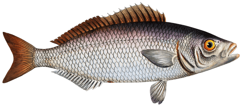 Gold-eye (Lutianus chrysops) from Ichtylogie, ou Histoire naturelle: génerale et particuliére des poissons (1785–1797) by Marcus Elieser Bloch.
