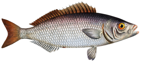 Gold-eye (Lutianus chrysops) from Ichtylogie, ou Histoire naturelle: génerale et particuliére des poissons (1785–1797) by Marcus Elieser Bloch.