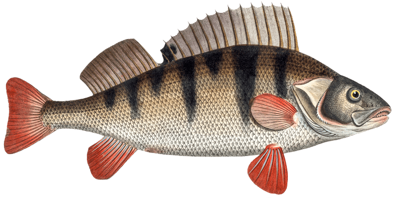 Perch (Perca Fluviatilis) from Ichtylogie, ou Histoire naturelle: génerale et particuliére des poissons (1785–1797) by Marcus Elieser Bloch.
