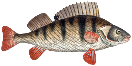 Perch (Perca Fluviatilis) from Ichtylogie, ou Histoire naturelle: génerale et particuliére des poissons (1785–1797) by Marcus Elieser Bloch.
