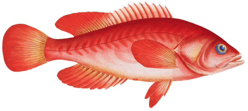 Red Wall-eye (Epinephelus ruber) from Ichtylogie, ou Histoire naturelle: génerale et particuliére des poissons (1785–1797) by Marcus Elieser Bloch.