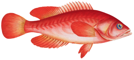 Red Wall-eye (Epinephelus ruber) from Ichtylogie, ou Histoire naturelle: génerale et particuliére des poissons (1785–1797) by Marcus Elieser Bloch.