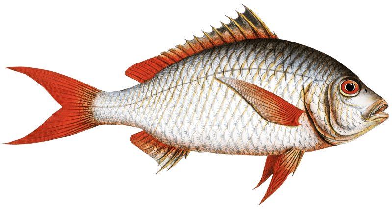 Red-tailed Gilt-head (Sparus Erythrourus) from Ichtylogie, ou Histoire naturelle: génerale et particuliére des poissons (1785–1797) by Marcus Elieser Bloch.