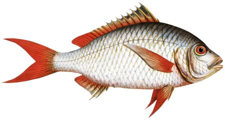 Red-tailed Gilt-head (Sparus Erythrourus) from Ichtylogie, ou Histoire naturelle: génerale et particuliére des poissons (1785–1797) by Marcus Elieser Bloch.