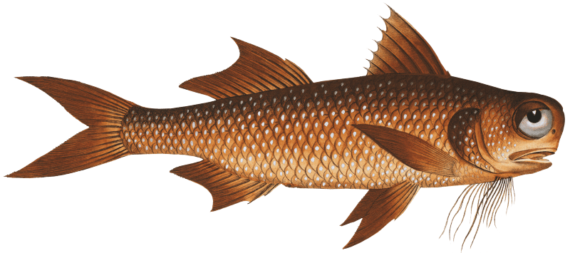 Flat-Nose (Polynemus decadactylus) from Ichtylogie, ou Histoire naturelle: génerale et particuliére des poissons (1785–1797) by Marcus Elieser Bloch.
