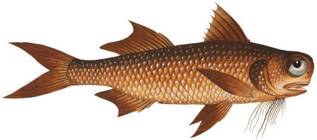 Flat-Nose (Polynemus decadactylus) from Ichtylogie, ou Histoire naturelle: génerale et particuliére des poissons (1785–1797) by Marcus Elieser Bloch.