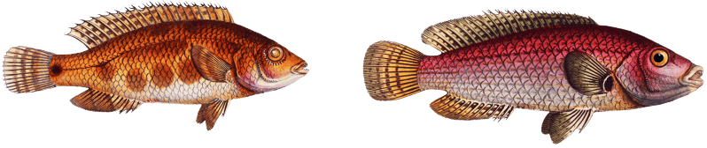 1. Double-tooth (Lutianus videns) 2. Spotted Lutian (Lutianus notatus) from Ichtylogie, ou Histoire naturelle: génerale et particuliére des poissons (1785–1797) by Marcus Elieser Bloch.