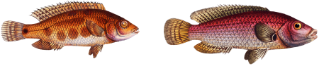 1. Double-tooth (Lutianus videns) 2. Spotted Lutian (Lutianus notatus) from Ichtylogie, ou Histoire naturelle: génerale et particuliére des poissons (1785–1797) by Marcus Elieser Bloch.