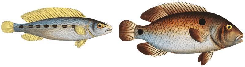 1. Acara (Perca bimaculata) 2. Brasilian Perch (Perca Brasiliensis) from Ichtylogie, ou Histoire naturelle: génerale et particuliére des poissons (1785–1797) by Marcus Elieser Bloch.