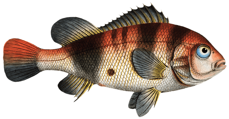 Lutian of Surinam (Lutianus Surinamensis) from Ichtylogie, ou Histoire naturelle: génerale et particuliére des poissons (1785–1797) by Marcus Elieser Bloch.