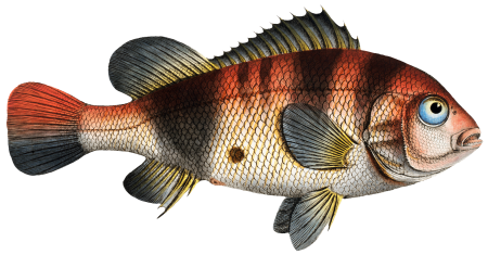 Lutian of Surinam (Lutianus Surinamensis) from Ichtylogie, ou Histoire naturelle: génerale et particuliére des poissons (1785–1797) by Marcus Elieser Bloch.
