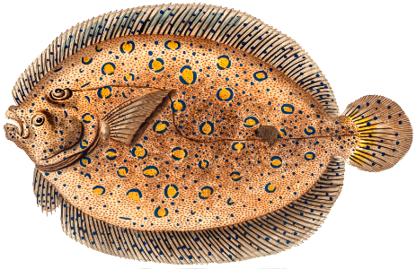 Argus-Flounder (Pleuronectes Argus) from Ichtylogie, ou Histoire naturelle: génerale et particuliére des poissons (1785–1797) by Marcus Elieser Bloch.