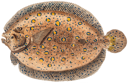 Argus-Flounder (Pleuronectes Argus) from Ichtylogie, ou Histoire naturelle: génerale et particuliére des poissons (1785–1797) by Marcus Elieser Bloch.