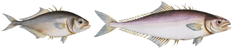 1. Cross-spine (Scomber aculeatus) 2. Spur-back (Scomber Calcar) from Ichtylogie, ou Histoire naturelle: génerale et particuliére des poissons (1785–1797) by Marcus Elieser Bloch.