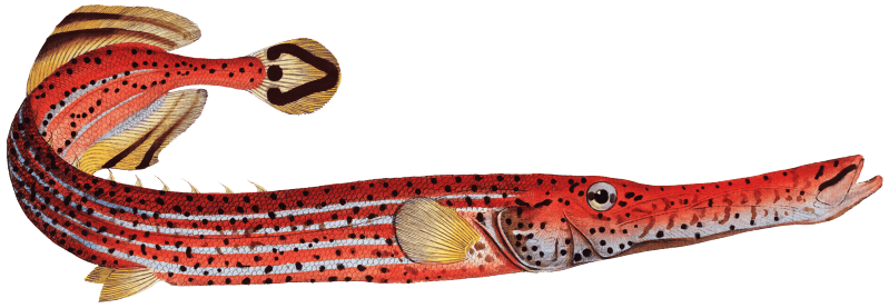 Trumpet (Fistularia chinensis) from Ichtylogie, ou Histoire naturelle: génerale et particuliére des poissons (1785–1797) by Marcus Elieser Bloch.