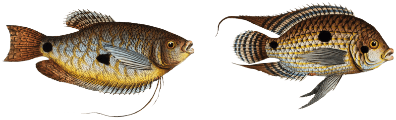1. Punctulated Wrasse (Labrus punctatus) 2. Hair-finned Wrasse (Labrus trichonterus) from Ichtylogie, ou Histoire naturelle: génerale et particuliére des poissons (1785–1797) by Marcus Elieser Bloch.