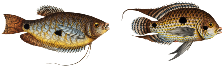 1. Punctulated Wrasse (Labrus punctatus) 2. Hair-finned Wrasse (Labrus trichonterus) from Ichtylogie, ou Histoire naturelle: génerale et particuliére des poissons (1785–1797) by Marcus Elieser Bloch.
