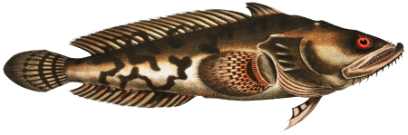 Gottus gruniens from Ichtylogie, ou Histoire naturelle: génerale et particuliére des poissons (1785–1797) by Marcus Elieser Bloch.