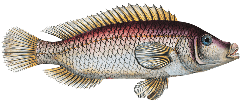 Lutian of Link (Lutianus Linckii) from Ichtylogie, ou Histoire naturelle: génerale et particuliére des poissons (1785–1797) by Marcus Elieser Bloch.