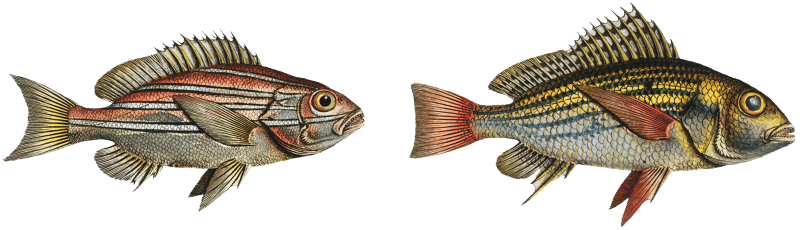 1. Lutjanus Hasta 2. Holocentrus bengalensis from Ichtylogie, ou Histoire naturelle: génerale et particuliére des poissons (1785–1797) by Marcus Elieser Bloch.