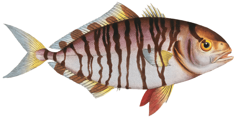 Streaked Mackrel (Scomber fasciatus) from Ichtylogie, ou Histoire naturelle: génerale et particuliére des poissons (1785–1797) by Marcus Elieser Bloch.